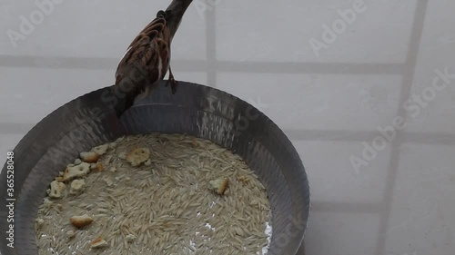 Top view of a sparrow picking grains from the steel bowl