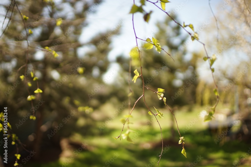 Young birch leaves on the branches. Springtime. Natural rural garden background Young birch leaves on the branches. Springtime. Natural rural garden background
