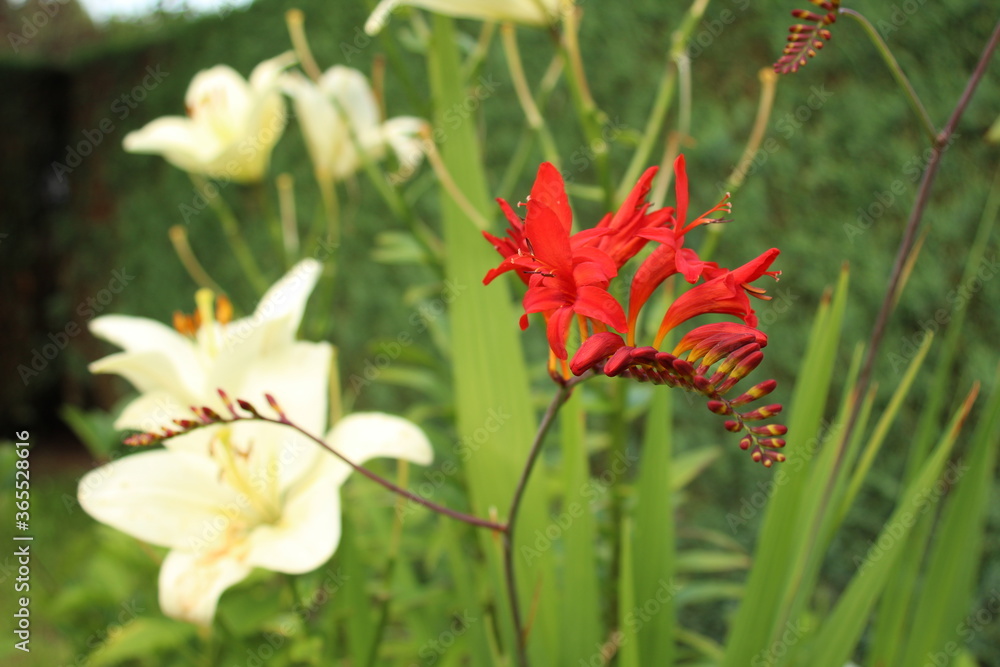 a Montbretian (Crocosmia) blooms