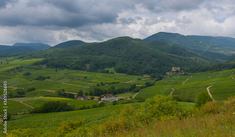 Weinberge im Elsass im Sommer Weinberge im Elsass im Sommer