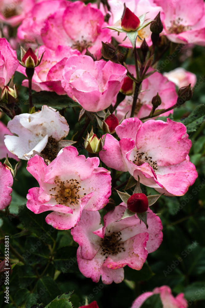 Obraz premium Garden Rose Flower, Variety 'Carefree Delight'