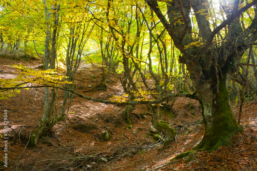 Beech in a sunny autumn afternoon. Pedrosa Beech in Segovia, Spain. Beech in a sunny autumn afternoon. Pedrosa Beech in Segovia, Spain.