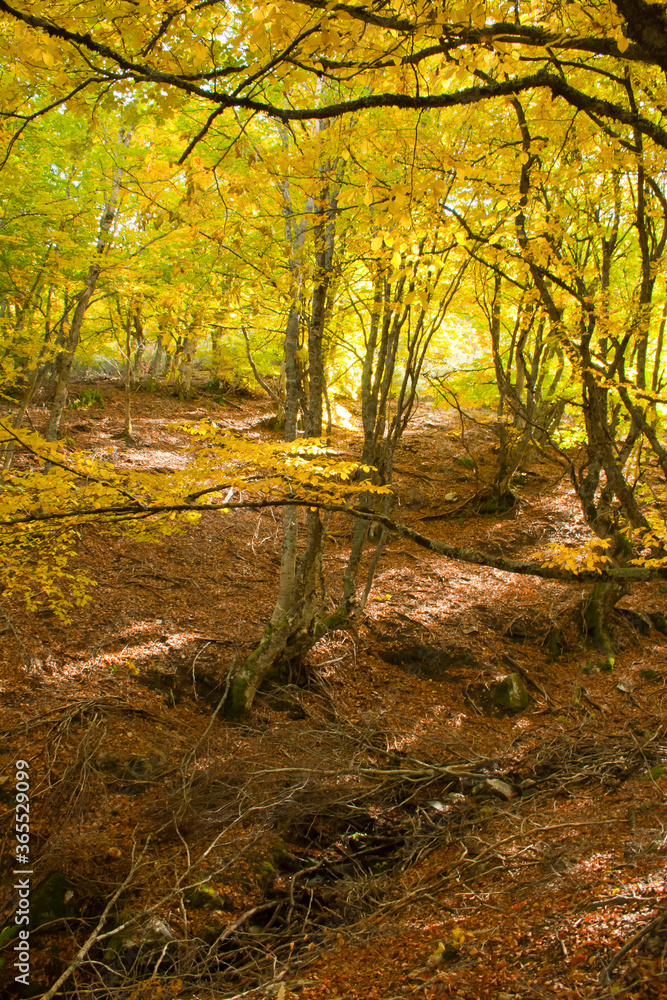 Beech in a sunny autumn afternoon. Riofrío Beech in Segovia, Spain.