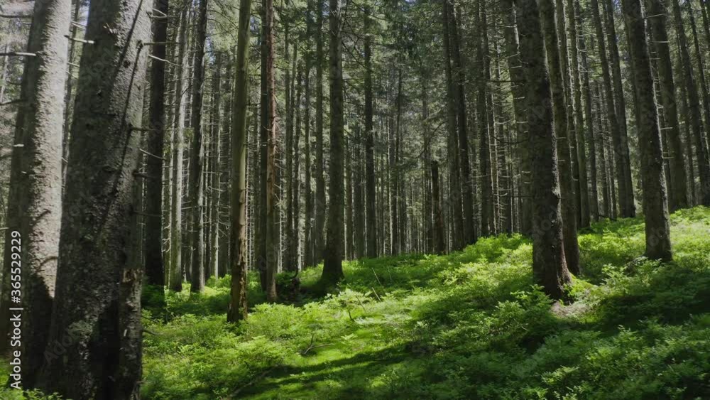 Forest mountains hills nature green light story magic sun wild Forest mountains hills nature green light story magic sun wild