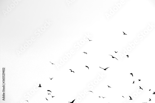 black birds on a white background © Serhii Photography