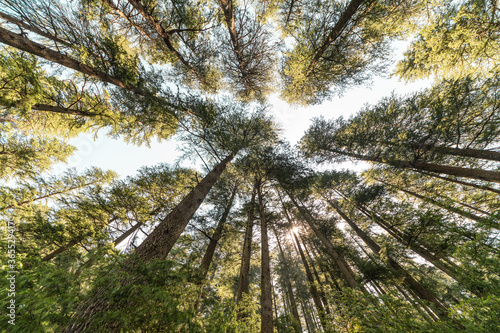 Cedar Forest