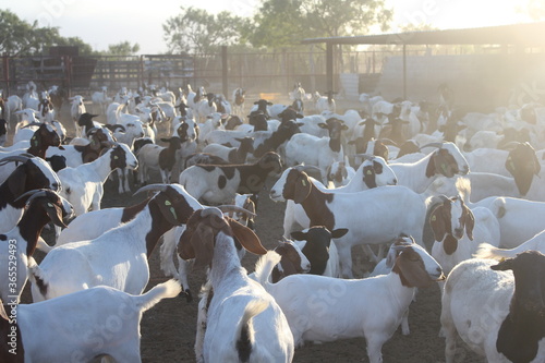 Foto Herd of sheep and goats.