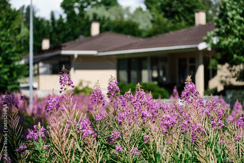 Chamaenerion flowers on the blurred background with the residential building.
