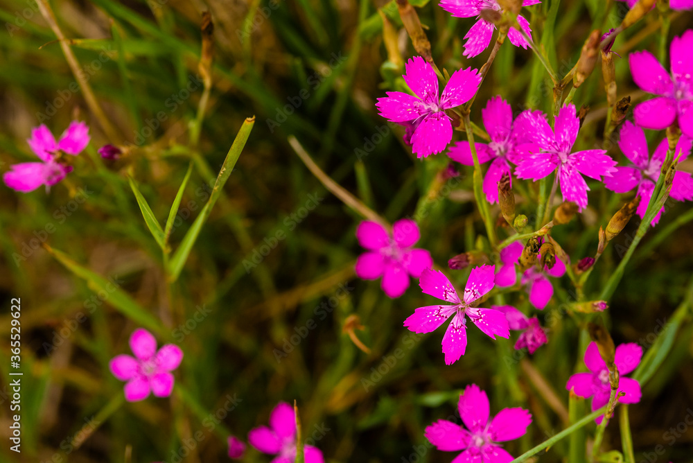 Beautiful Maiden Pink on a Meadow, Nice Dianthus deltoides Beautiful Maiden Pink on a Meadow, Nice Dianthus deltoides