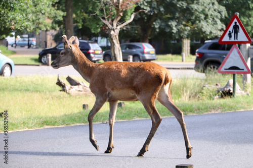 Young deer crosses the road