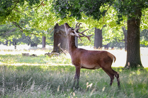 big red deer eats leaves from trees