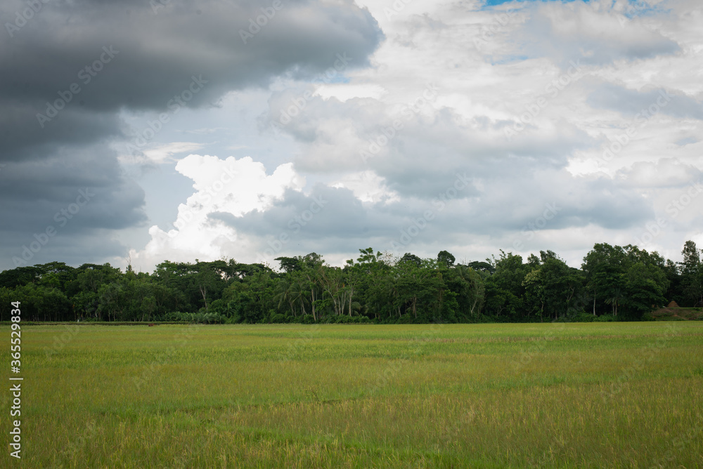Green Golf grass landscape in Texas. beautiful view field Green Golf grass landscape in Texas. beautiful view field