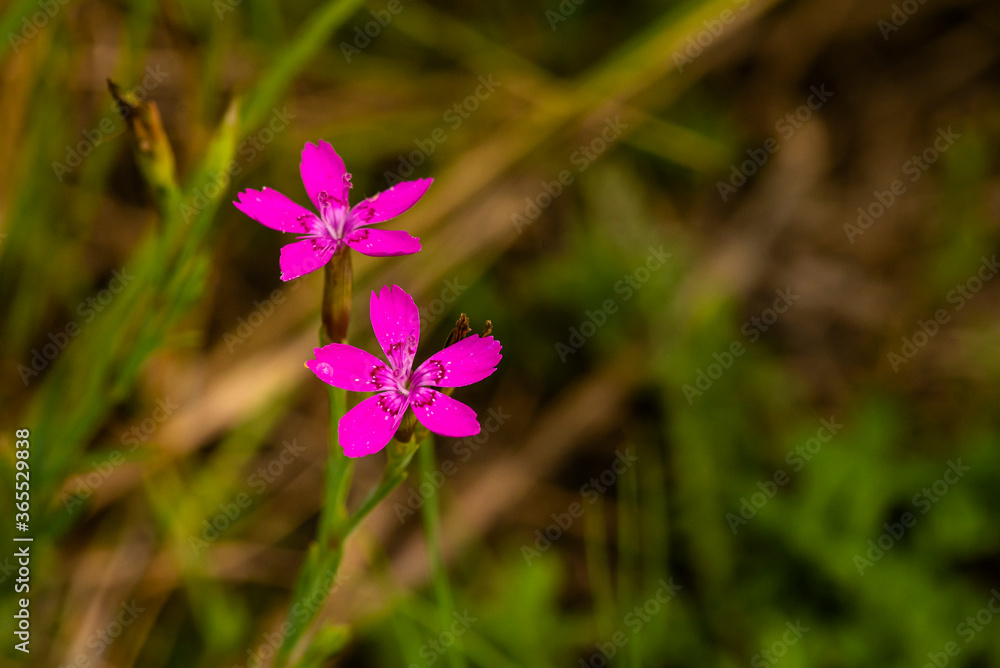Beautiful Maiden Pink on a Meadow, Nice Dianthus deltoides Beautiful Maiden Pink on a Meadow, Nice Dianthus deltoides