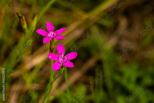 Beautiful Maiden Pink on a Meadow, Nice Dianthus deltoides