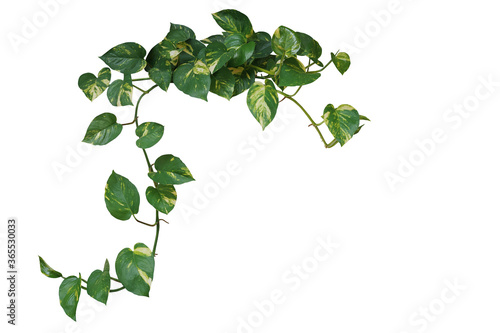 Obraz na plátně Heart shaped green variegated leave hanging vine plant of devil’s ivy or golden pothos (Epipremnum aureum) popular foliage tropical houseplant isolated on white with clipping path