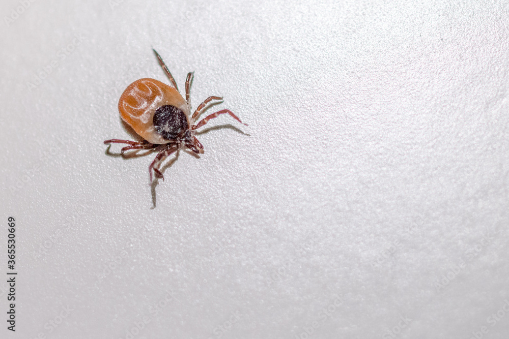 tick insect on the table on a light background