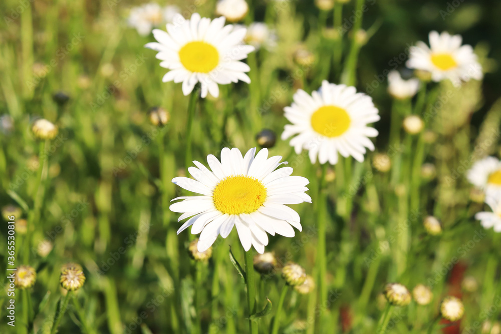 white daisies in the garden white daisies in the garden