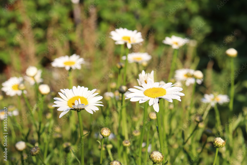 white daisies in the garden