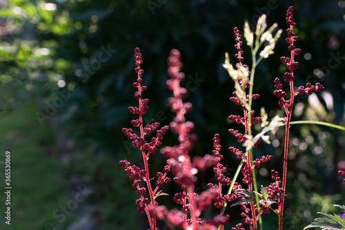 astilba Japanese in the garden photo