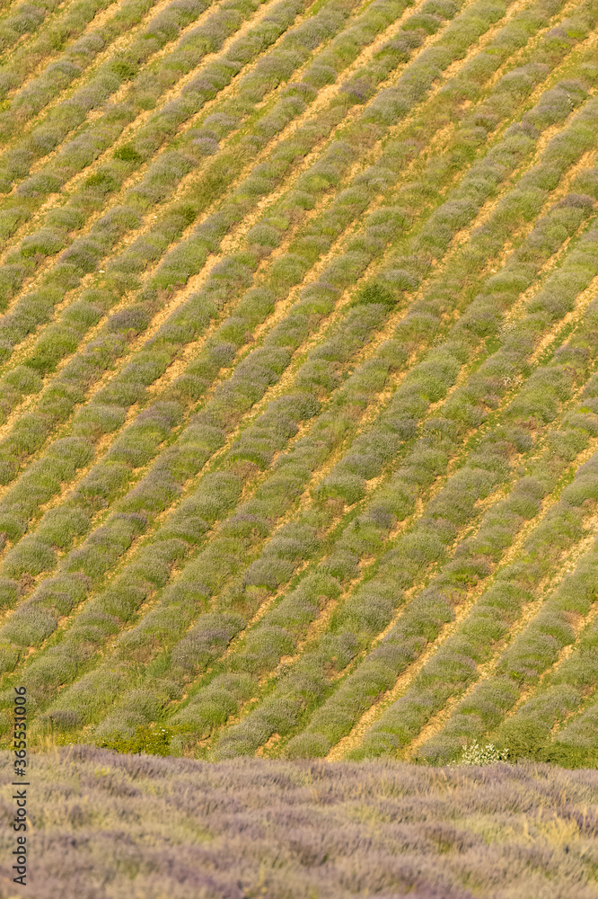 Lavender field in Provence, colorful landscape in spring, geometric pattern
Lavender field in Provence, colorful landscape in spring, geometric pattern