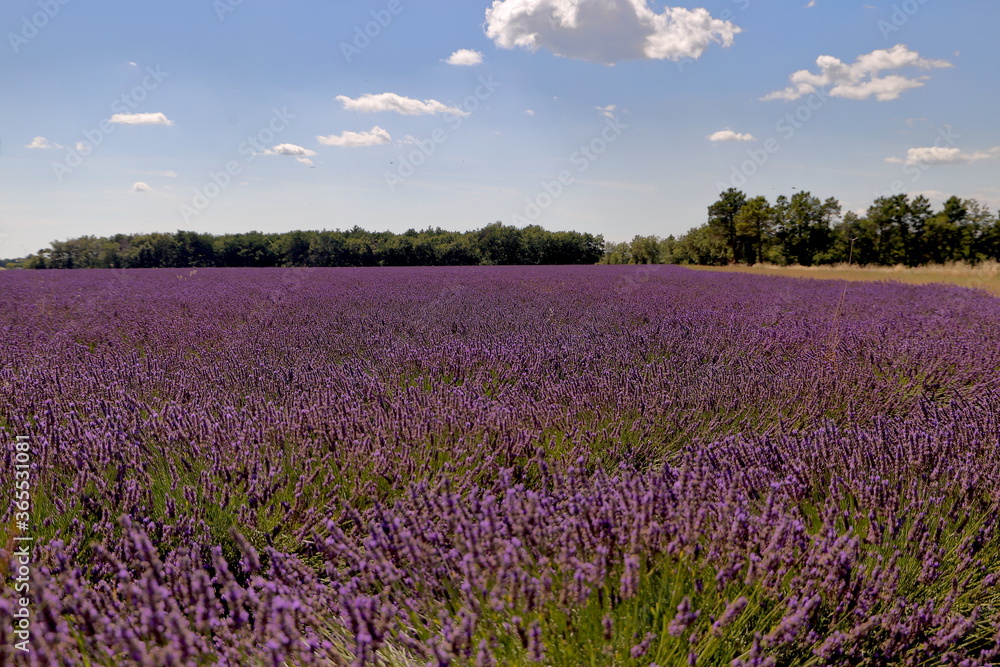 Couleur mauve et ciel bleu Couleur mauve et ciel bleu