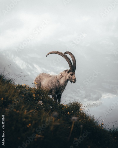 Canvastavla mountain goat on the mountain