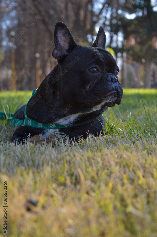french bulldog puppy