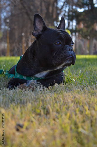Obraz na płótnie french bulldog puppy w salonie
