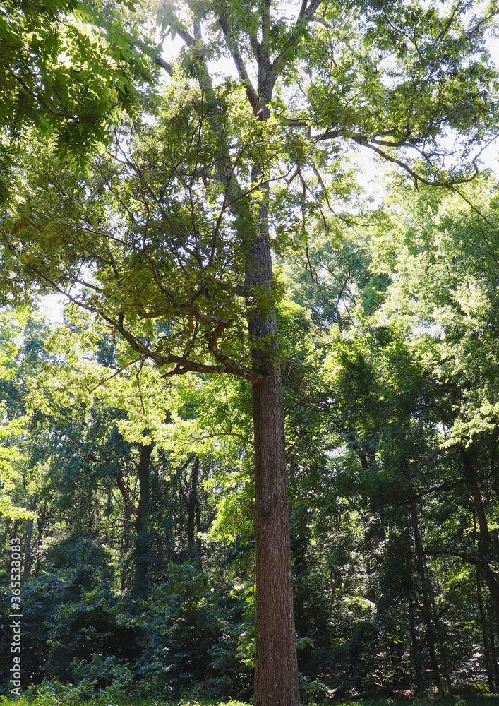 Naklejka premium Dappled Light in Forest