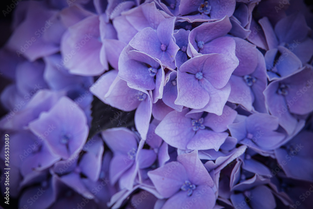 flower of a violet hydrangea in the garden close-up flower of a violet hydrangea in the garden close-up