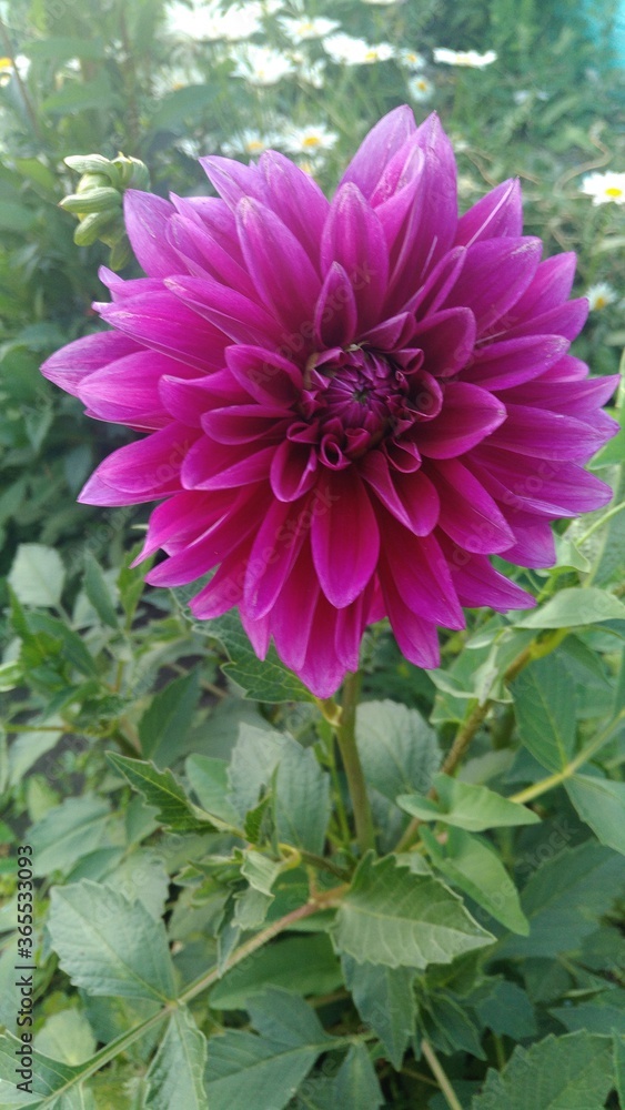 Obraz premium pink dahlia flower