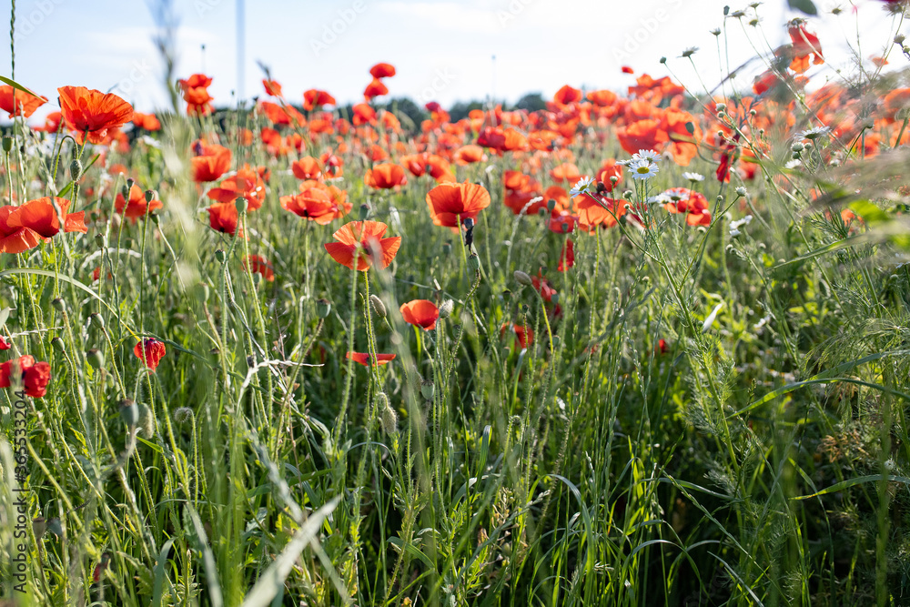 flowering field of poppies against the background of green grass flowering field of poppies against the background of green grass