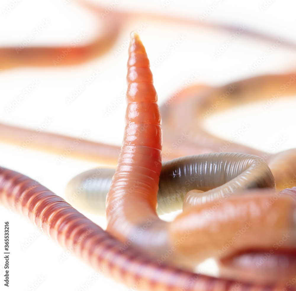 Fototapeta premium Earthworm isolated on a white background.