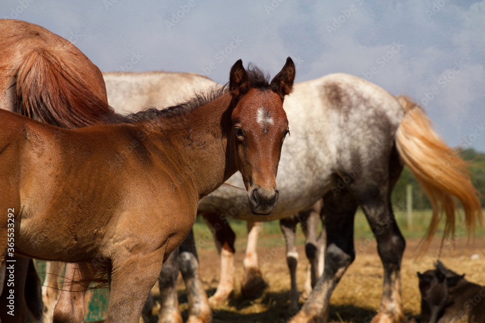 Naklejka premium equine art