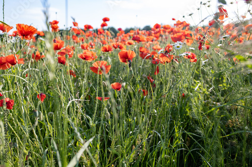 flowering field of poppies against the background of green grass