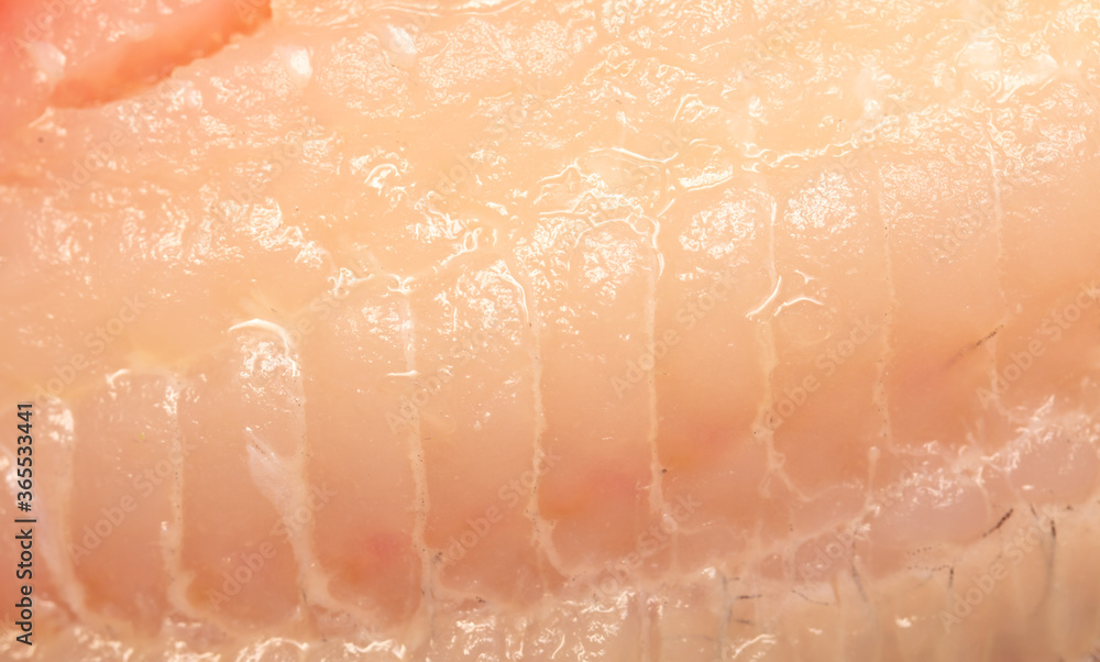 Fototapeta premium Tilapia fish fillet as background.