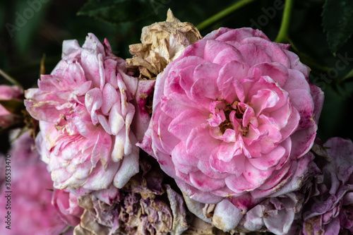 Garden Rose Flower, Variety 'Joanne Lajoie' photo