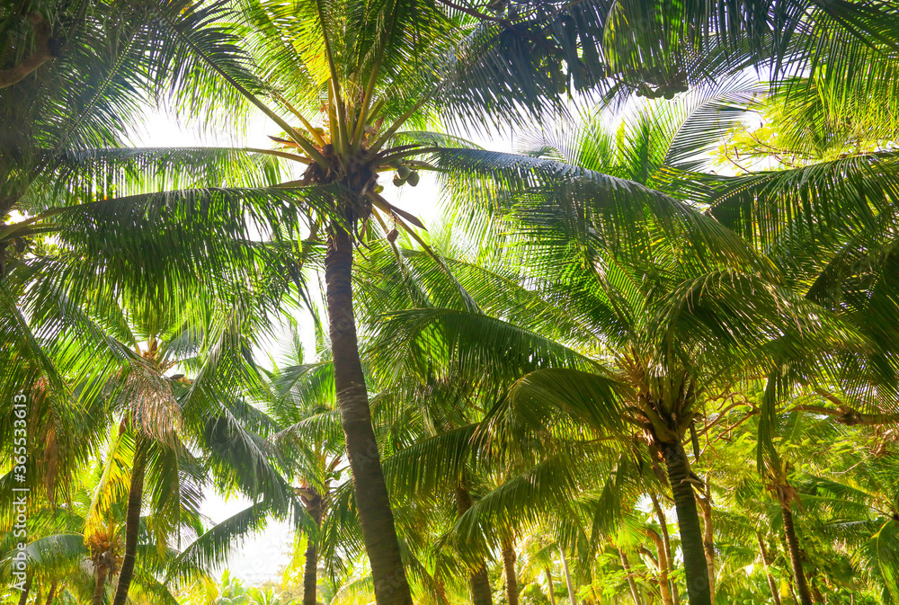 Large green branches on coconut trees Large green branches on coconut trees