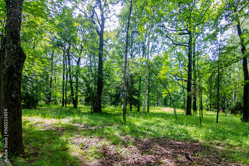 footpath in the forest