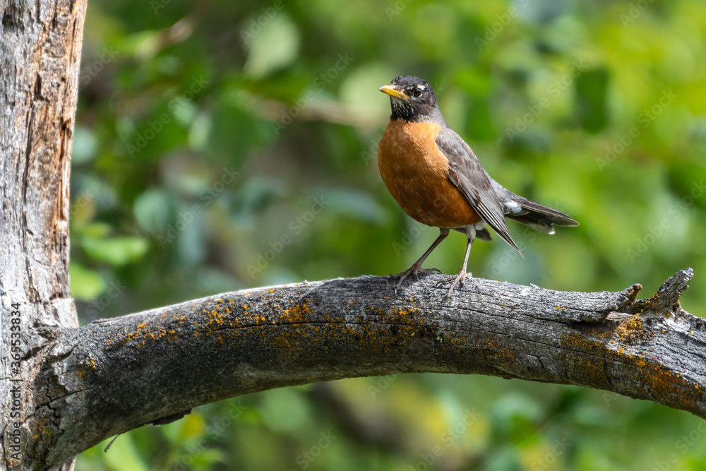 Perching American Robin (Turdus migratorius) Perching American Robin (Turdus migratorius)