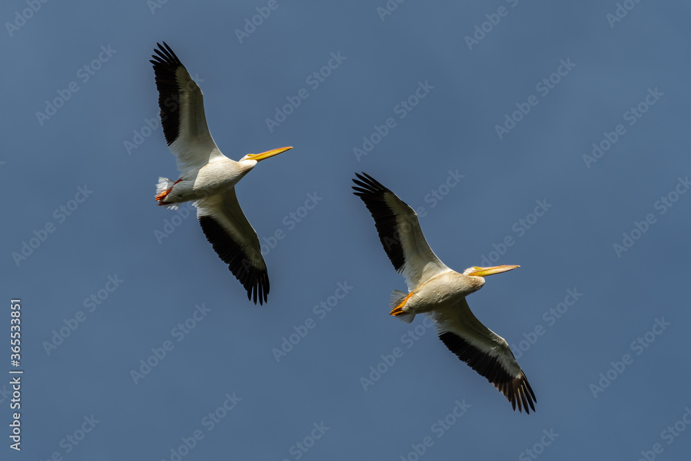 Flying American White Pelicans (Pelecanus erythrorhynchos) Flying American White Pelicans (Pelecanus erythrorhynchos)
