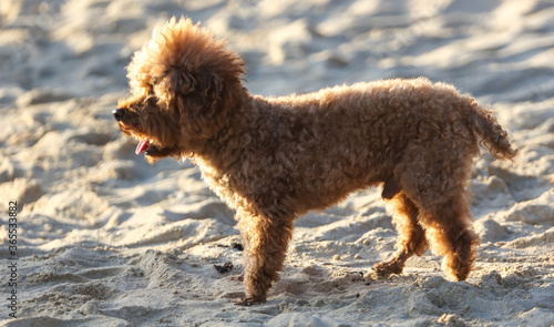 A dog walks in the sand.