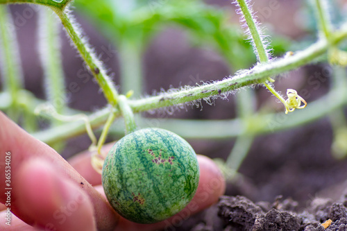 Organic watermelon growing on the field at eco farm. Closeup of growing small green striped watermelon in farmer's hand. Tying the fruit of an early watermelon in the spring in the garden