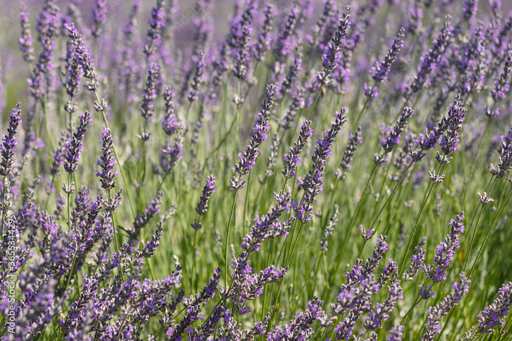 Fototapeta premium Lavender garden, vase and bouquets 