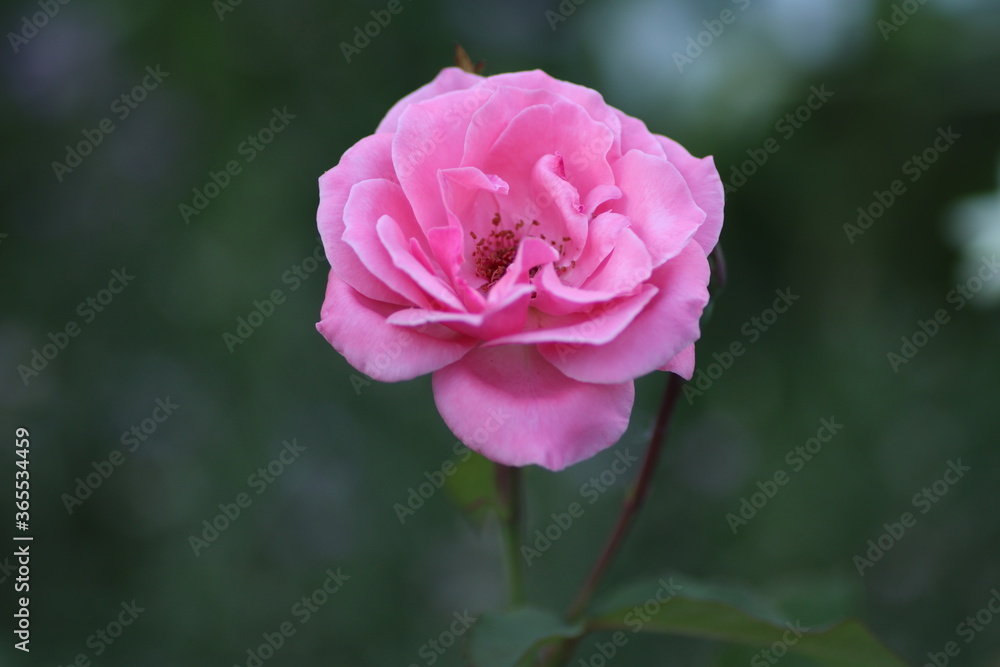 pink rose in garden pink rose in garden