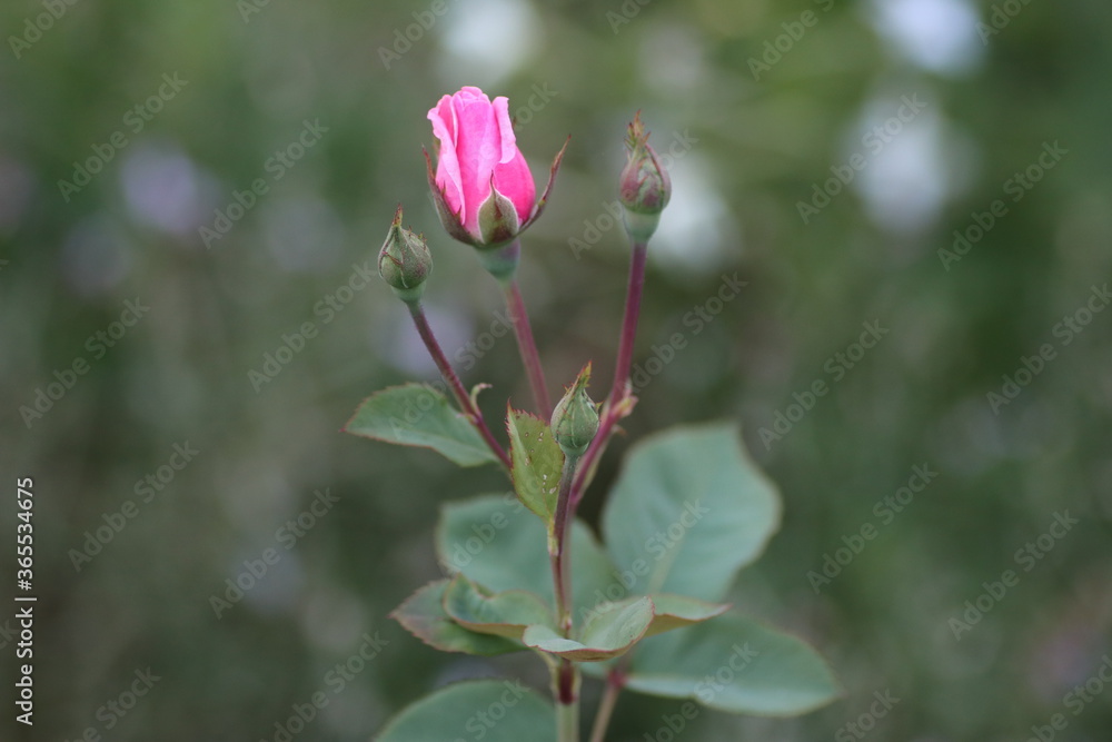 pink rose bud