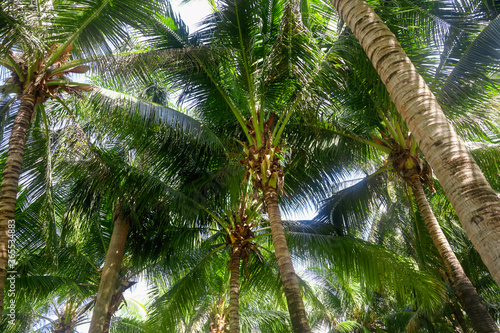 Large green branches on coconut trees against the sky