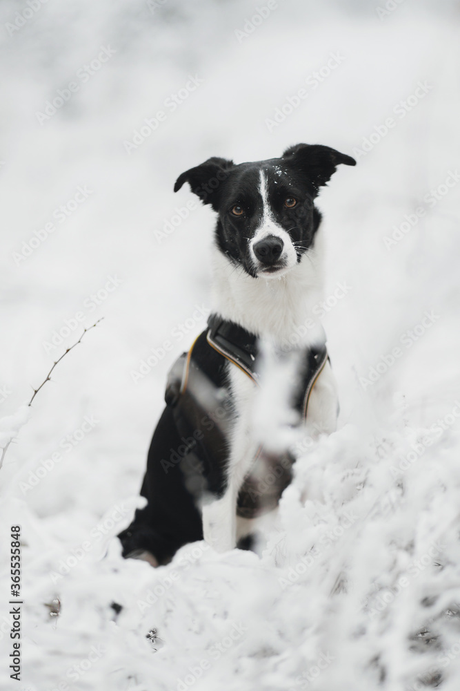 cute isolated black and white border collie sitting wearing a harness in the snowy winter looking at the camera