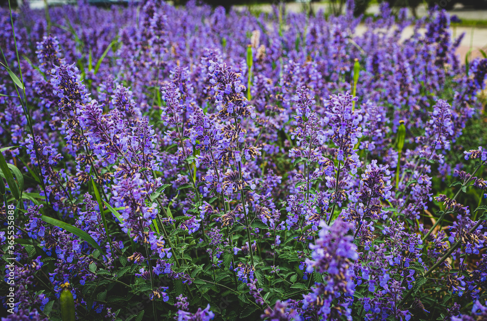 purple flower in close-up on a warm summer day purple flower in close-up on a warm summer day
