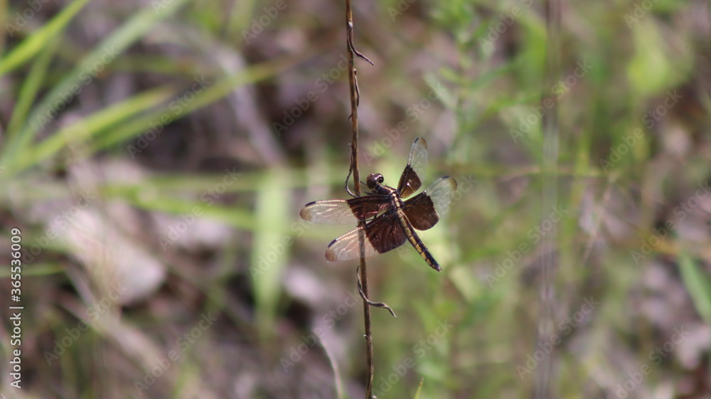 dragonfly on grass dragonfly on grass